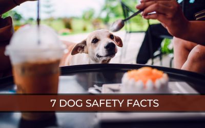 Dog Safety Facts: 7 Safety Facts Every Dog Owner Should Know